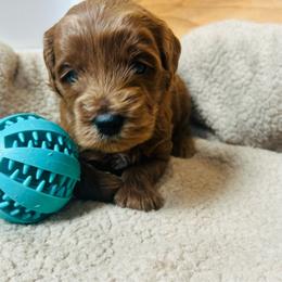Green Boy - Red  male Goldendoodle puppy in Denison, Iowa from Violet View Iowa Goldendoodles