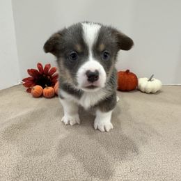 Charlie(cream) - Blue male Pembroke Welsh Corgi puppy in Millsap, Texas from Punchy Pembroke Ranch