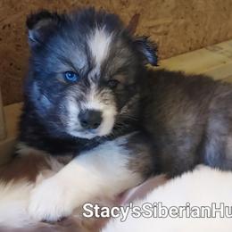 Maria - Agouti and white female Siberian Husky puppy in Savannah, Georgia from Stacy's Siberian Huskies