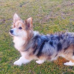 Mable - American Corgi