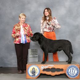 Big Z - Labrador Retriever