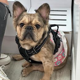 Dolce - Fawn female French Bulldog puppy in Port Saint Lucie, Florida from ThePuppyVille
