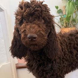 Pink - Chocolate female Labradoodle puppy in Chula Vista, California from Coastal Cocoa Labradoodle