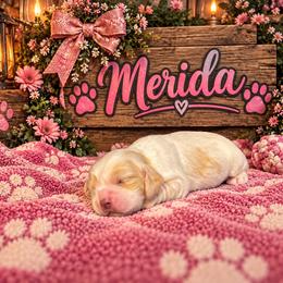 Merida - Buff and white female Cocker Spaniel puppy in Clinton, Oklahoma from Enchanted Spaniels