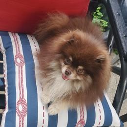 Milo - Pomeranian
