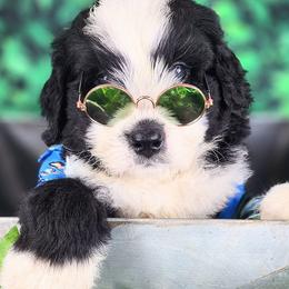 Bernedoodles, Goldendoodles, and Poodles from Natalie Chandler