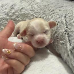 Blondie - Gold and white female Shihpoo puppy in Brevard County, Florida from Enchanting Puppies