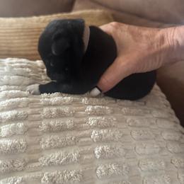 Girl 4 - Black female Anatolian Pyrenees puppy in Clifton, Illinois from Mcginnis Guardian Dogs