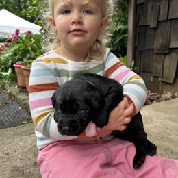 Homer - Black male Labrador Retriever puppy in Alger, Ohio from Osborne Family Retrievers