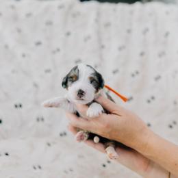 Yam - Merle male Bernedoodle puppy in Murray, Utah from Sun Valley Doodles