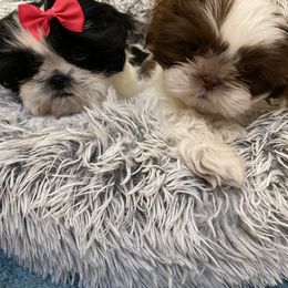 Shih Tzu Puppies from Bel Aire Beauties
