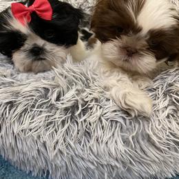 Shih Tzu Puppies from Bel Aire Beauties