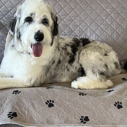 Aussiedoodles, Bernedoodles, and Golden Aussiedoodles from Shockley’s Elite Doodles