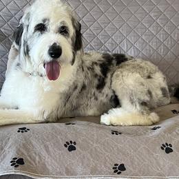 Aussiedoodles, Bernedoodles, and Golden Aussiedoodles from Shockley’s Elite Doodles