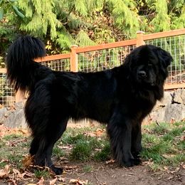 Raya - Black female Newfoundland puppy in Marysville, Washington from Black Lions Newfoundlands