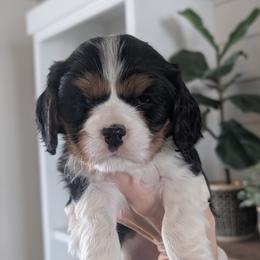 Milo - Tri-color male Cavalier King Charles Spaniel puppy in Stevens, Pennsylvania from Jodi's Cavalier King Charles Spaniels and Cavapoos