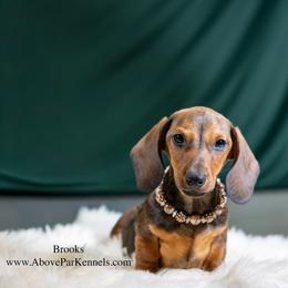 Brooks - Red male Dachshund puppy in Auxvasse, Missouri from Above Par Kennels