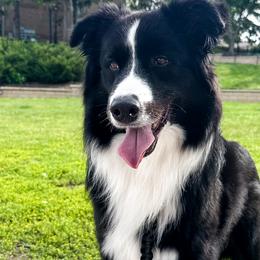Proxy - Australian Shepherd