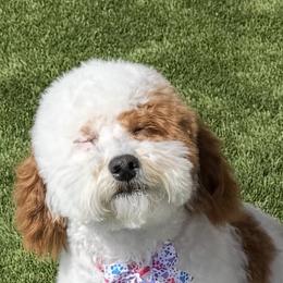 Goldendoodle All Grown Up from Goldendoodle AZ