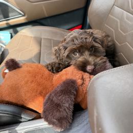 Bernedoodle, Cavalier King Charles Spaniel, Cavapoo, Cockapoo, and Labradoodle Puppies from Harper Haven Doodles
