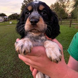 Dinah - Tri-Roan female English Springer Spaniel puppy in Florida from Thunderbird Springers