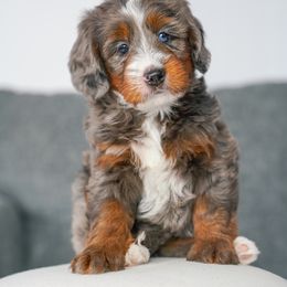 Claus - Merle male Bernedoodle puppy in Dundee, Ohio from Down Home Doodle