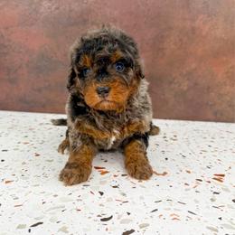 Daisy - Phantom female Bernedoodle puppy in Beresford, South Dakota from DAKOTA DOOD RANCH