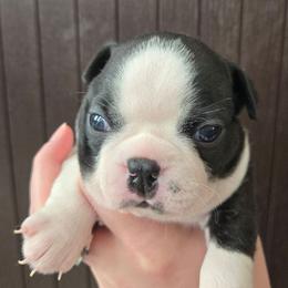 Siobhan - Black brindle and white female Boston Terrier puppy in Omaha, Illinois from Puppi Guppies