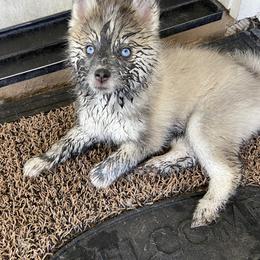 Pomsky and Toy Shetland Sheepdog Puppies from Lone Star Sheltie