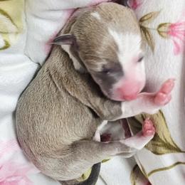 Butterfly - Blue fawn female Italian Greyhound puppy in Cadwell, Georgia from All The DoDa Day Italian Greyhounds