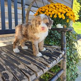 Rocky - Tri-color male Bernedoodle puppy in Holtwood, Pennsylvania from Country Ridge Puppies