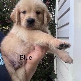 Blue collar - Golden male Golden Retriever puppy in Jesup, Georgia from Painted Platinum Retrievers (Painted Platinum Kennel) PPK