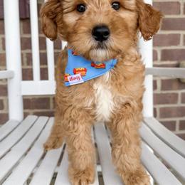 Oatty - Red  male Goldendoodle puppy in Sunman, Indiana from Brunsman Country Doodles LLC