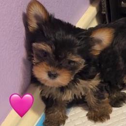 Nana female - Black and gold female Yorkshire Terrier puppy in Gatesville, Texas from KontryKritterz Yorkies