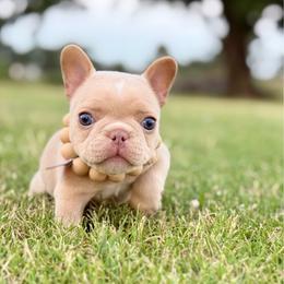 Brown collar male - Cream male French Bulldog puppy in Jefferson City, Missouri from Central Frenchie Haven