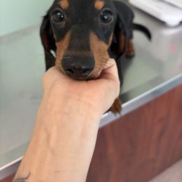 Nymeria - Black and tan female Dachshund puppy in Conroe, Texas from R&M Dachshunds