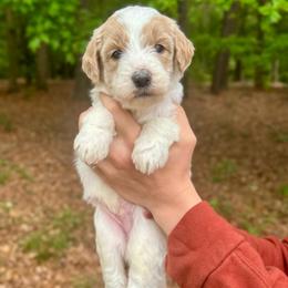 Toffee - Parti male Goldendoodle puppy in Kenansville, North Carolina from J+A Family Doodles