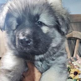 Beacon - Black and silver male German Shepherd puppy in Sequim, Washington from German Shepherd Haus