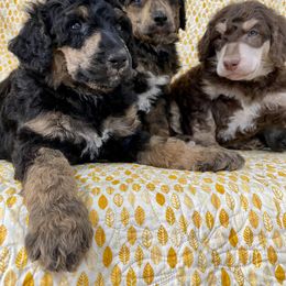 Poodle Puppies from Lenca Kennels