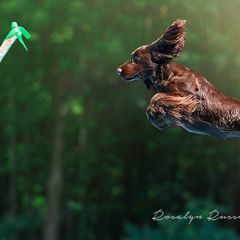 Field Spaniels from Arietta Field Spaniels