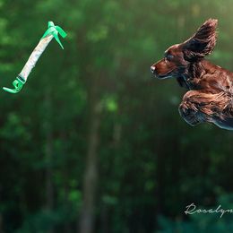 Field Spaniels from Arietta Field Spaniels