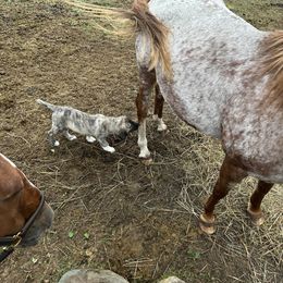 FeathersGlen Mischievous Prankster - Brindle male Anatolian Shepherd Dog puppy in Franklin, New Hampshire from Feather’s Glen Anatolians