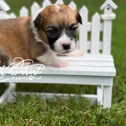 Full fluff - Red female Pembroke Welsh Corgi puppy in Nashville, Arkansas from Whisenhunt Farms