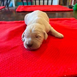 Female puppy 1 - Light golden female Golden Retriever puppy in Tacoma, Washington from Bradley Farms