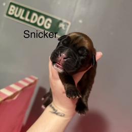 Black - Fawn male Boxer puppy in Louisville, Kentucky from Nelson’s Fancy Frenchies and Bulldogs