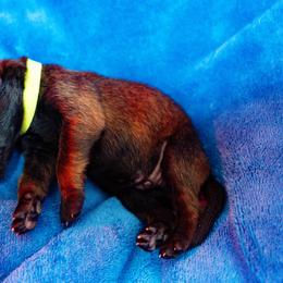 Drogo - Fawn male Belgian Malinois puppy in Baltimore, Maryland from Abenteurer German Shepherds & Belgian Malinois