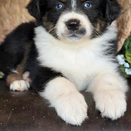 Fancy-has tail-many videos - Black tri-color female Australian Shepherd puppy in Troy, South Carolina from Australian Shepherds of 3/W Farms