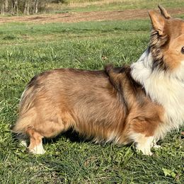 Pete - Pembroke Welsh Corgi
