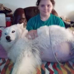 Samoyed Puppies from Pyles Of Smiles