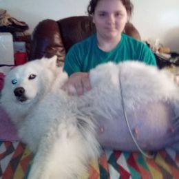 Samoyed Puppies from Pyles Of Smiles